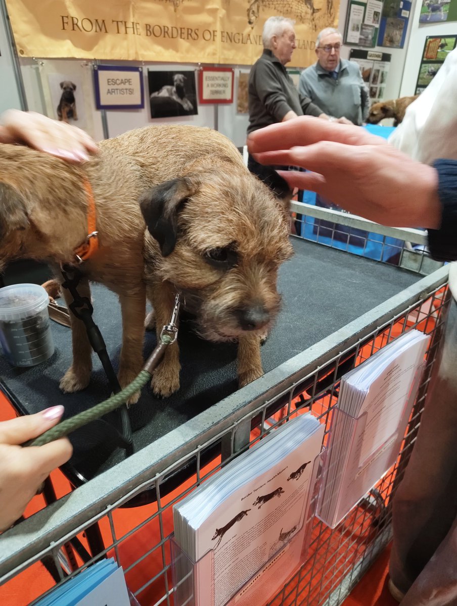 DennisTheBorder 🌈 tweet media