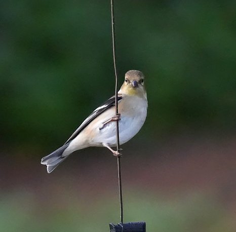 Manny Faces tweet media