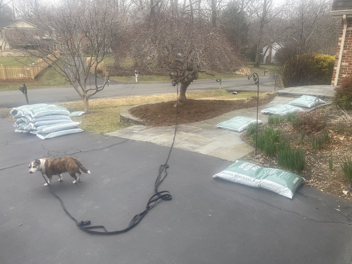 I thank the Boy Scouts for scheduling today, an overcast and cool day, to deliver their mulch. Amazing that they knew today was to be so gorgeous having scheduled it 3 months ago!