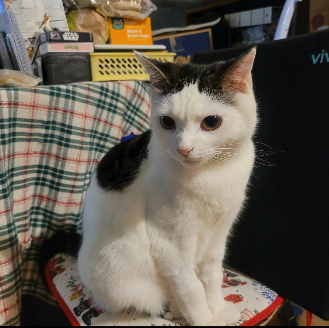 🌈Cheezeburger🌈Mr. Jingles🌈TonyCat🌈Cheeseburger tweet media