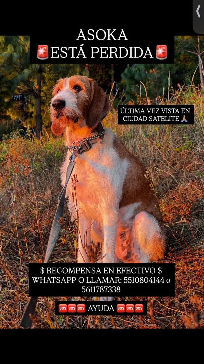 Satélite Alerta tweet media