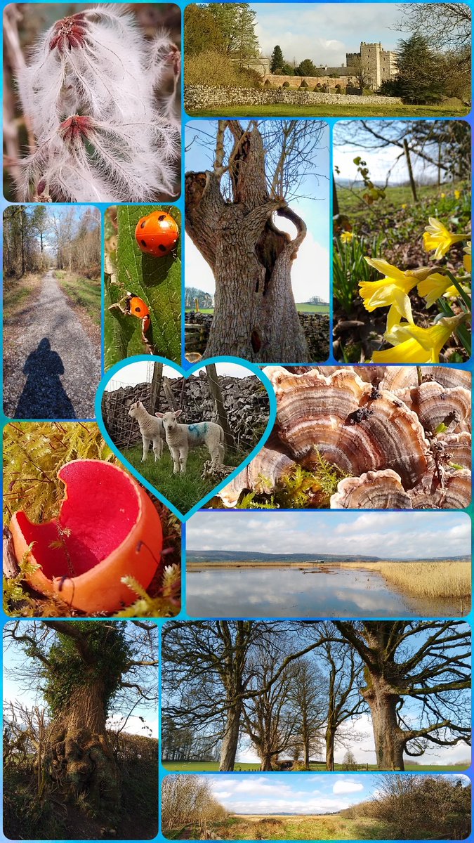s4r4h_l's tweet photo. #JoinMeOnMyWalk I abandoned the housework to run off to #Sizergh this morning & was rewarded with sunshine, blue skies & #SignsOfSpring including cute bleating lambs. Had hoped for π¦ but it was a tad cool, good excuse to return soon! ππ @ThePhotoHour @SizerghCastleNT #vitaminN https://t.co/XvHPaBdDVg