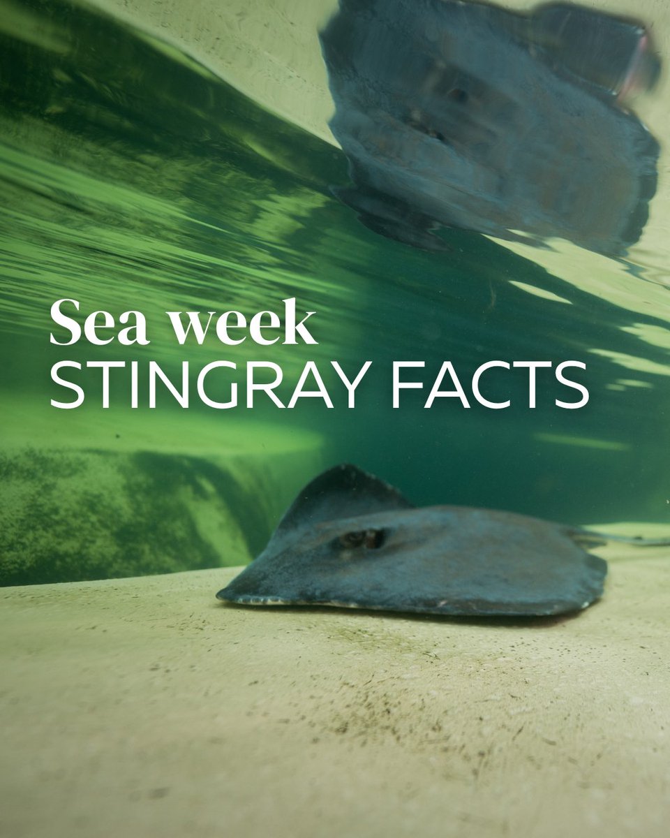 Six Flags Discovery Kingdom tweet media