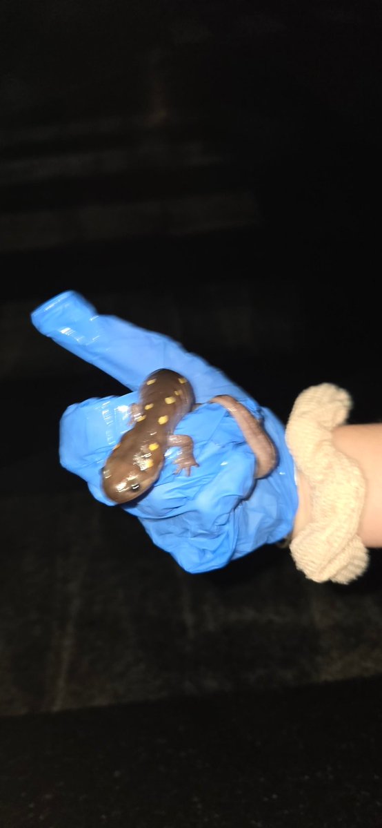 Arca 💫 tweet media