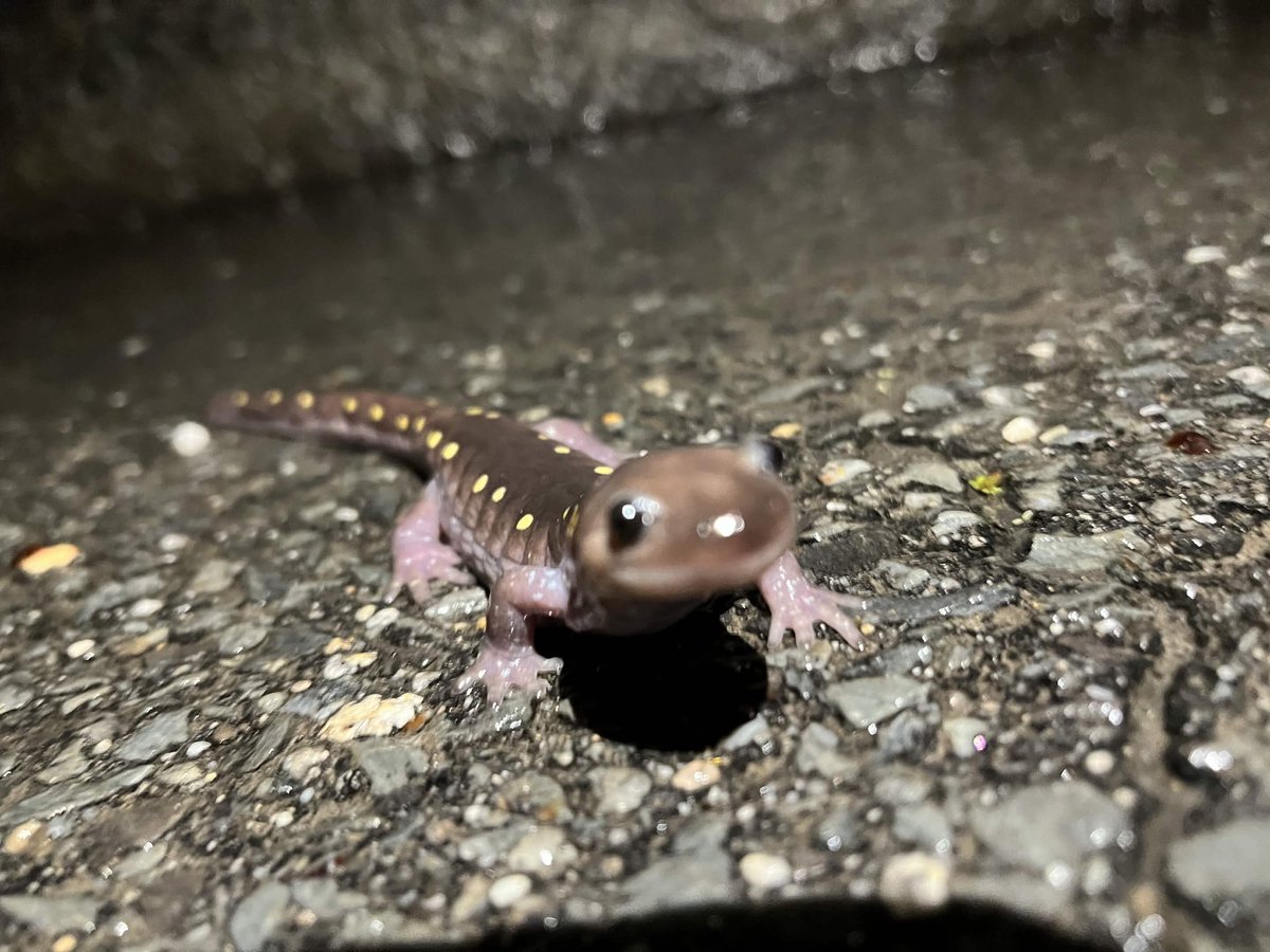 Arca 💫 tweet media