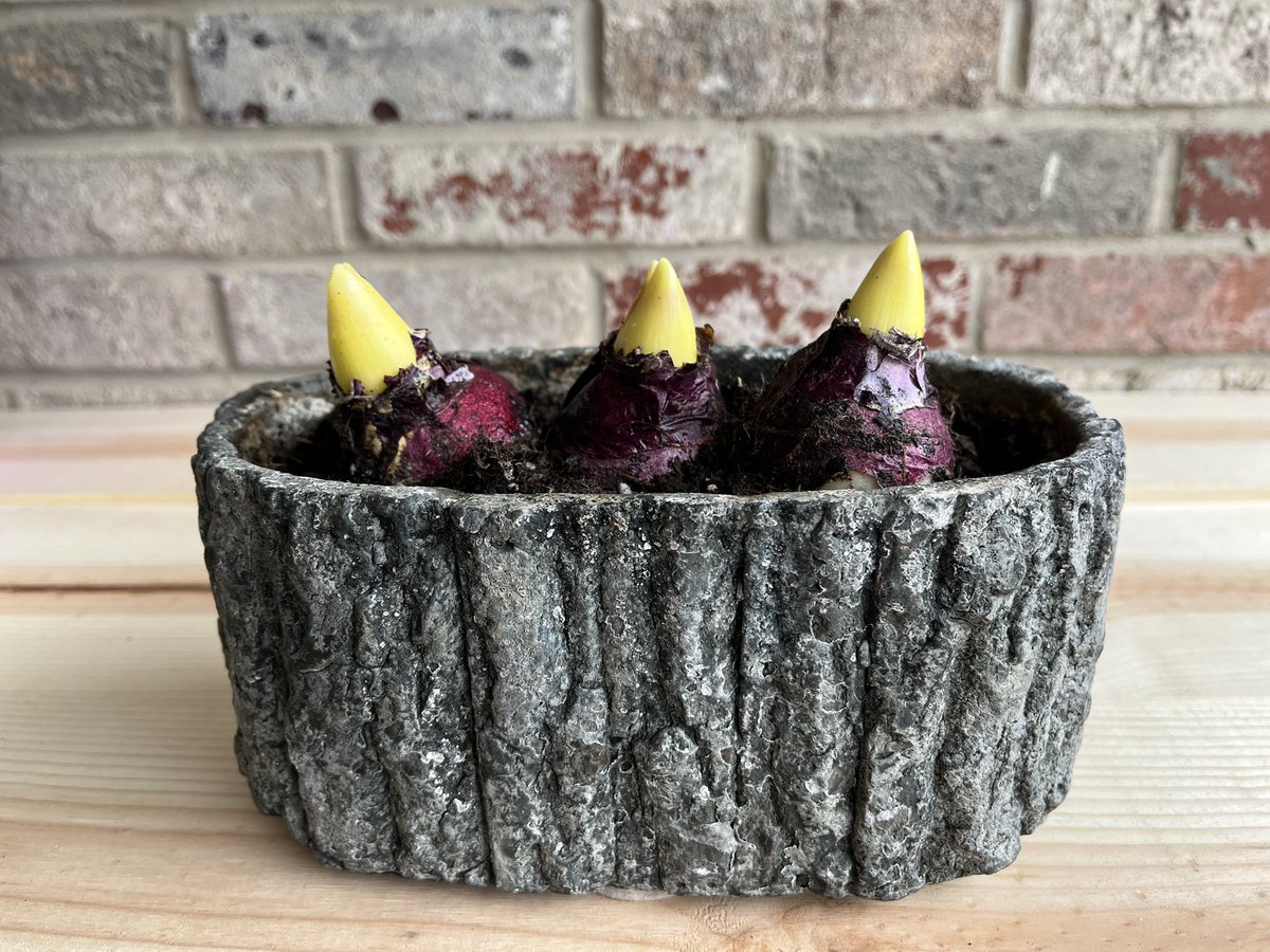 Kelly Rawlings, MPH, PWD tweet media