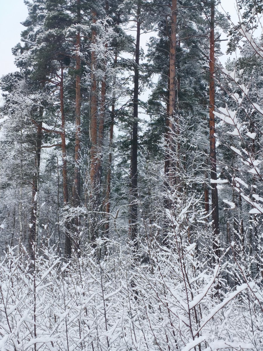 Chococosalo tweet media