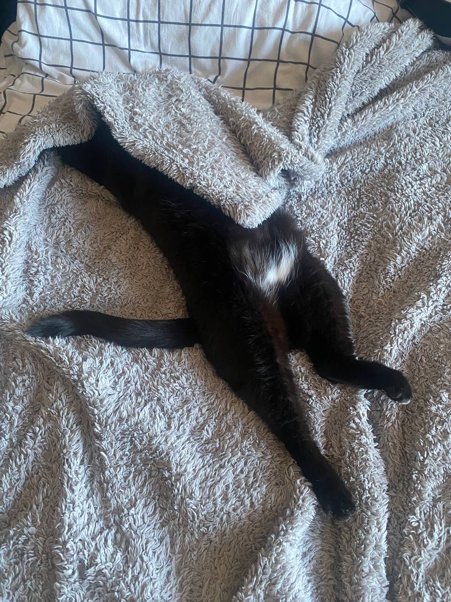 Chococosalo tweet media