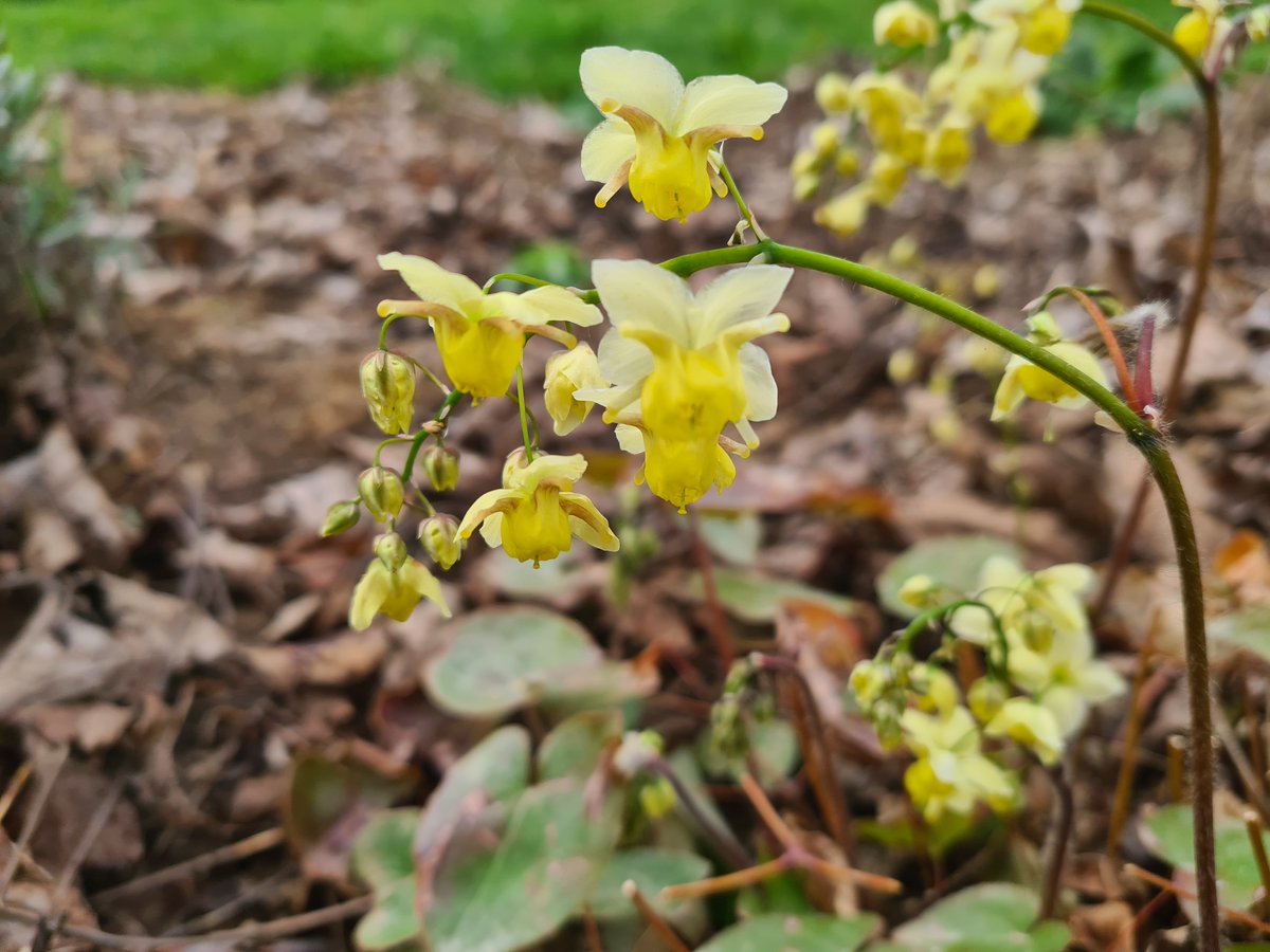 Heerlijkheyd's tweet photo. Epimedium x versicolor 'Sulphureum' (Elfenbloem)
Ik knip het wat bruin geworden blad (wintergroene plant) eind februari af zodat je de bloemen dan ook veel beter ziet. Foto van vanochtend💛
#tuin #Frankrijk #maart #plant https://t.co/EvJY87PW8k