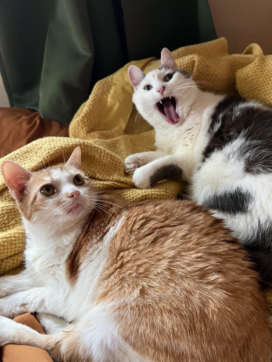 it’s weird sibling time