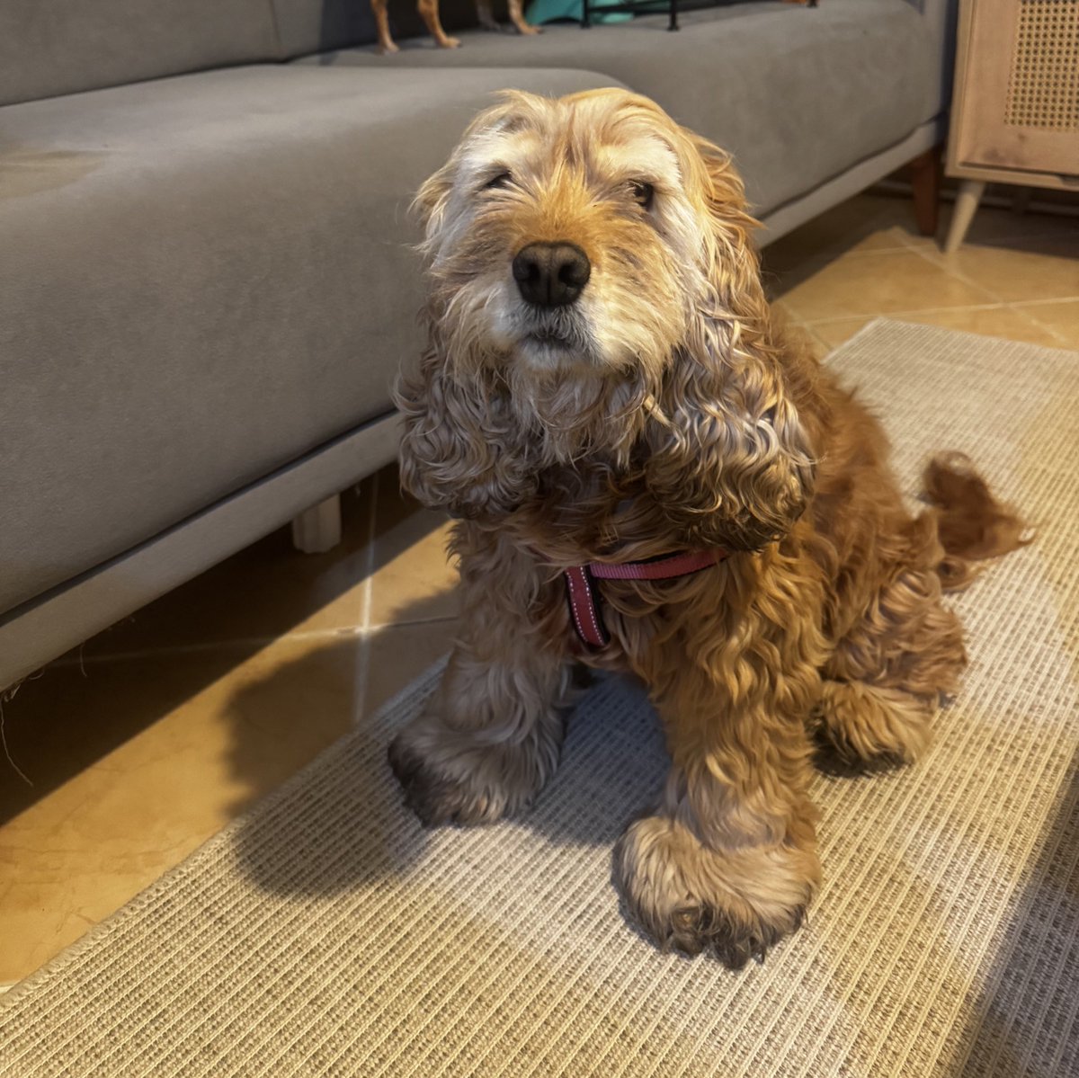 benim aldığım tasma ile
geçici yuvanın aldığı yatak ile
çamurlu 2 plastik mama kabı ve gözlerine dolan tüyleriyle geri geldi Bella. 
onun için hiçbir şey alınmamış yuvasında😞
her soruşumda onu çok sevdiğini gözünden bile sakındığını söylüyordu kadın. 
yine de sapasağlam geri