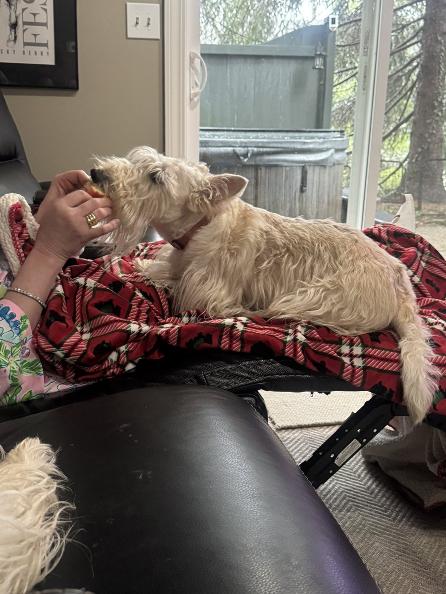 rozcar28's tweet photo. Apples are yummy. #Dogs #Scottishterrier #Sharesies https://t.co/P1O10iRWnd