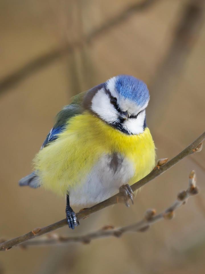 Birds Colour 🕊️ (@birdscolour56) on Twitter photo 