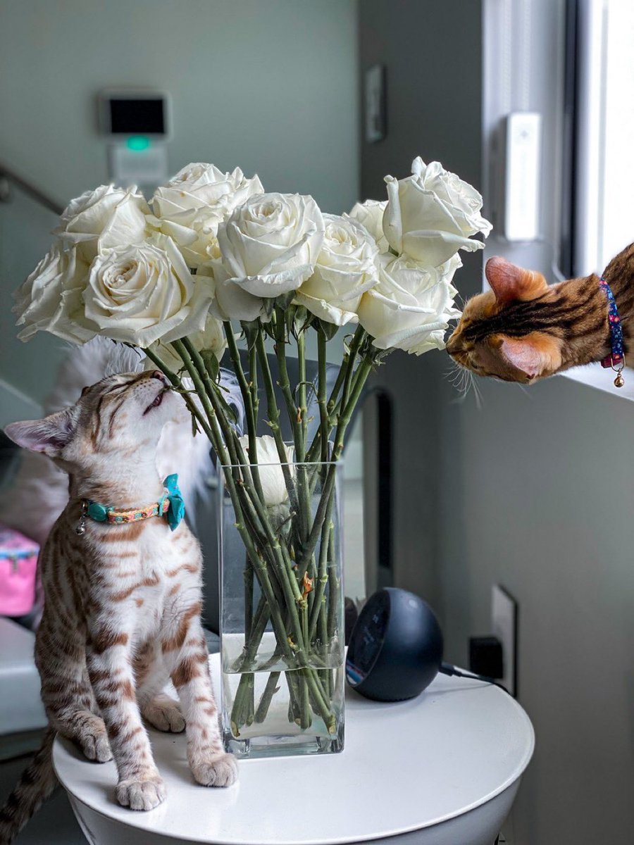 cate_shar's tweet photo. Honestly I’m obsessed 😍…. Happy weekend y’all 🐱❤️💐 https://t.co/YkJgyT2I3a