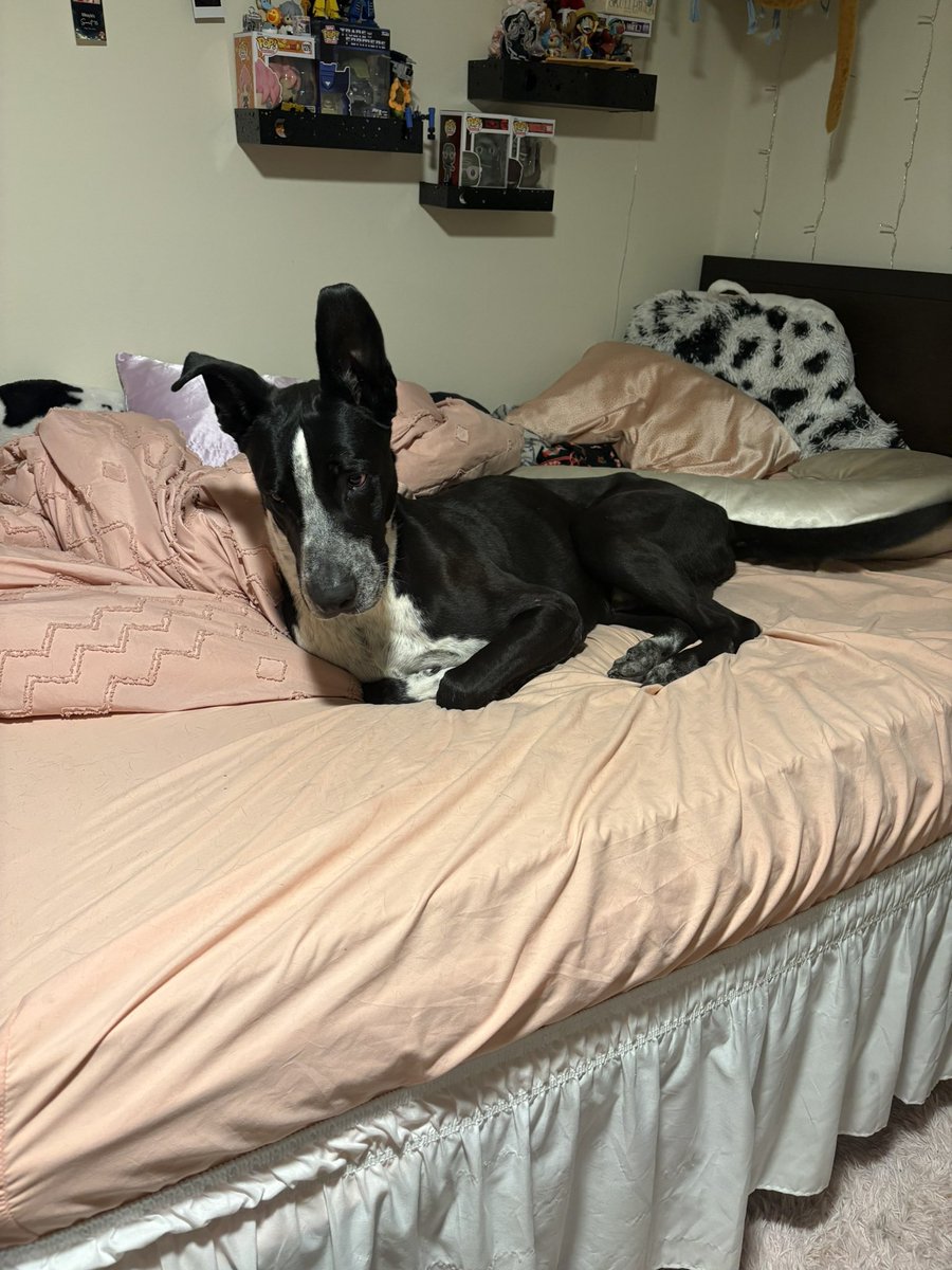 Blueberry tweet media