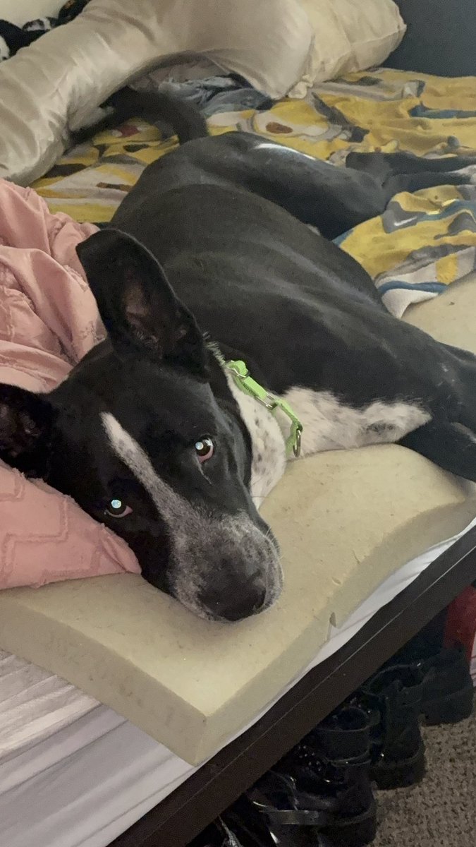 Blueberry tweet media