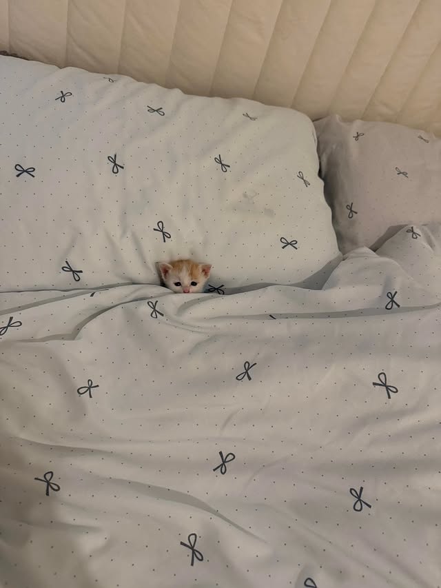 Cute Cats 🐱 tweet media