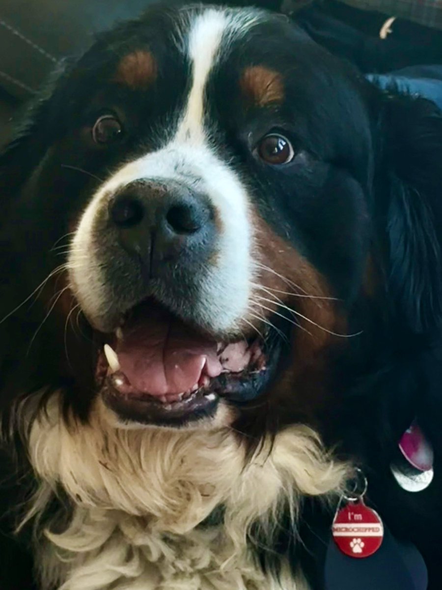 RussianBerner's tweet image. Imp reminder for humans : Tonight/Tomorrow we switch back to #DaylightSavings - Breakfast, Lunch and Dinner needs to be served as usual !    No whining, no excuses 😉
