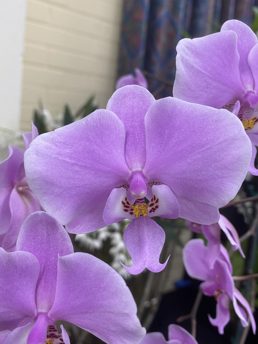 pask_steve's tweet photo. Well done to Arthur Deakin for achieving a first rosette for his Phalaenopsis schilleriana var. Pink at the Sheffield &amp; District annual show today https://t.co/l2i5KBZXSf