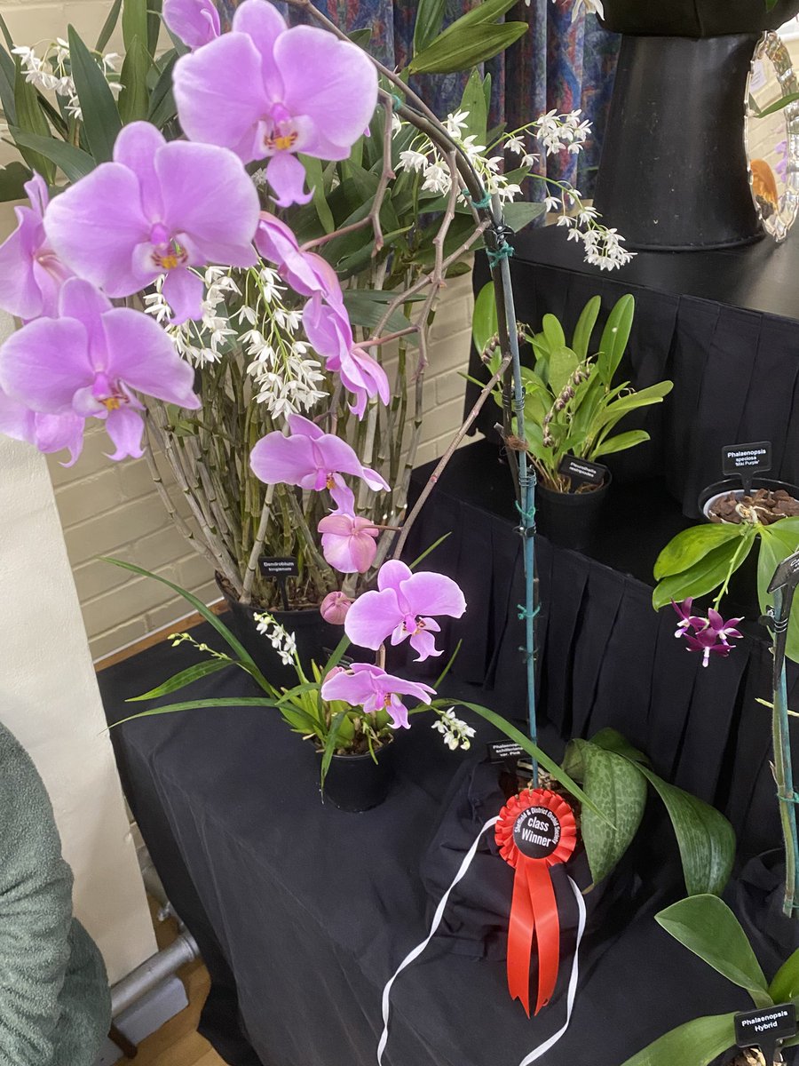 pask_steve's tweet photo. Well done to Arthur Deakin for achieving a first rosette for his Phalaenopsis schilleriana var. Pink at the Sheffield &amp; District annual show today https://t.co/l2i5KBZXSf