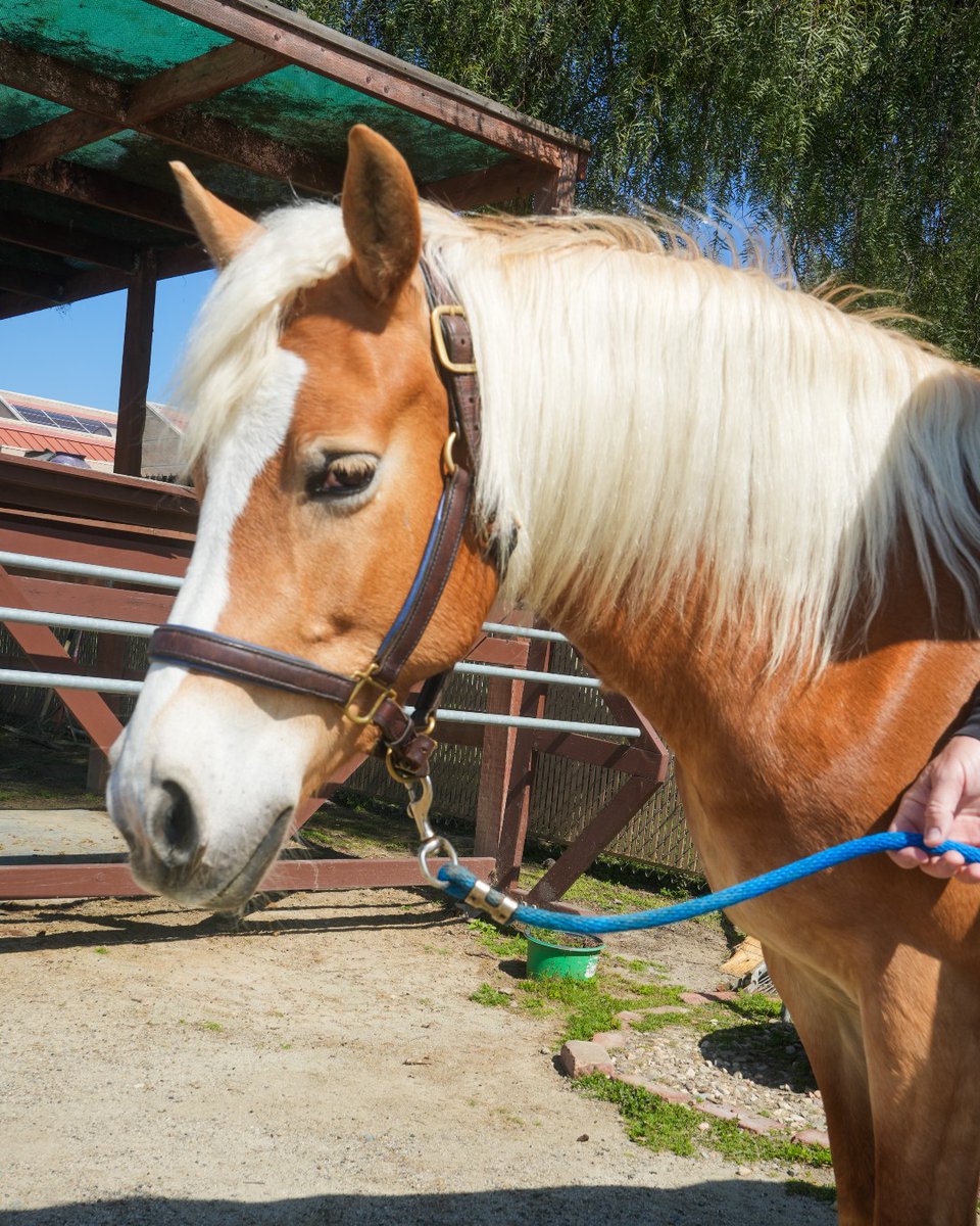 Helen Woodward Animal Center tweet media