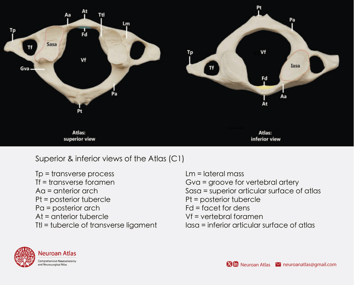 Neuroan Atlas tweet media