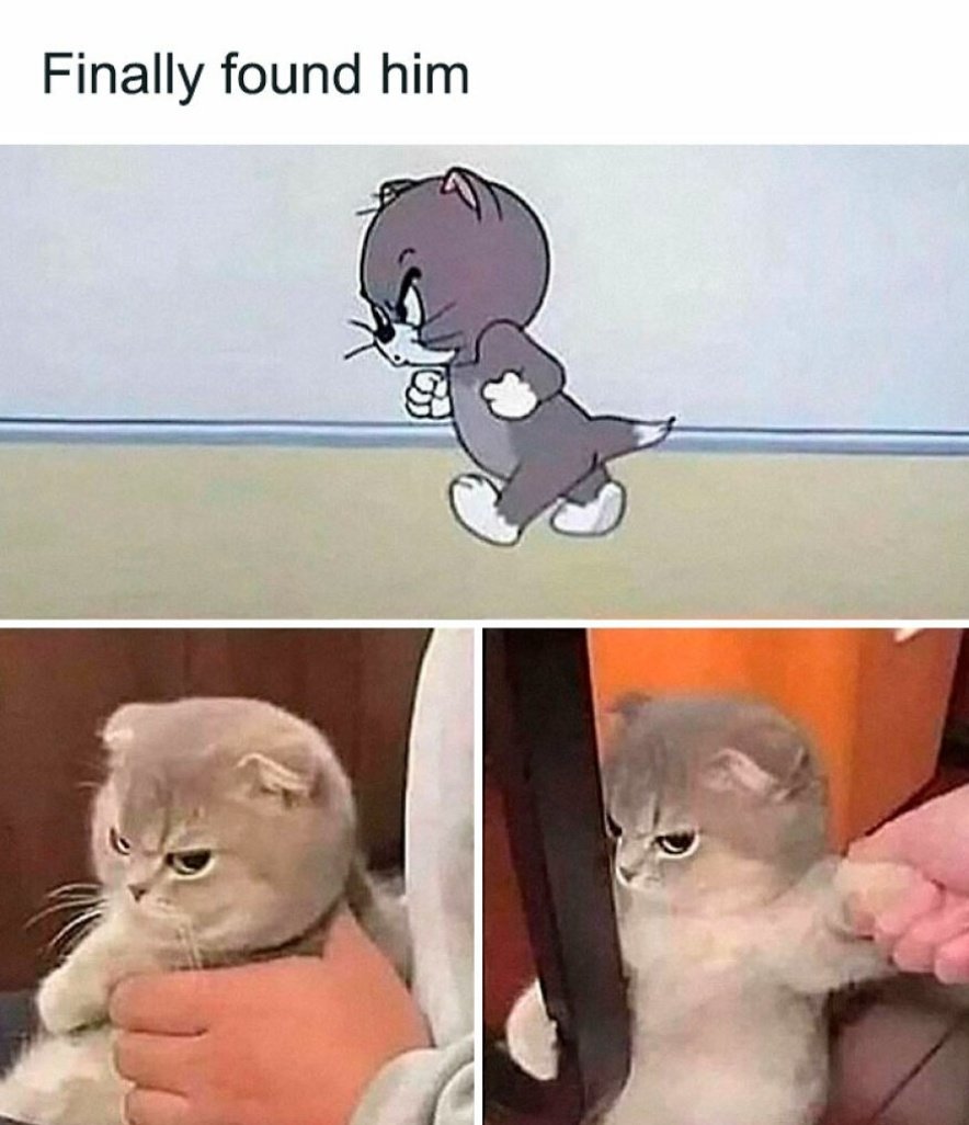 Cute Cats 🐱 tweet media