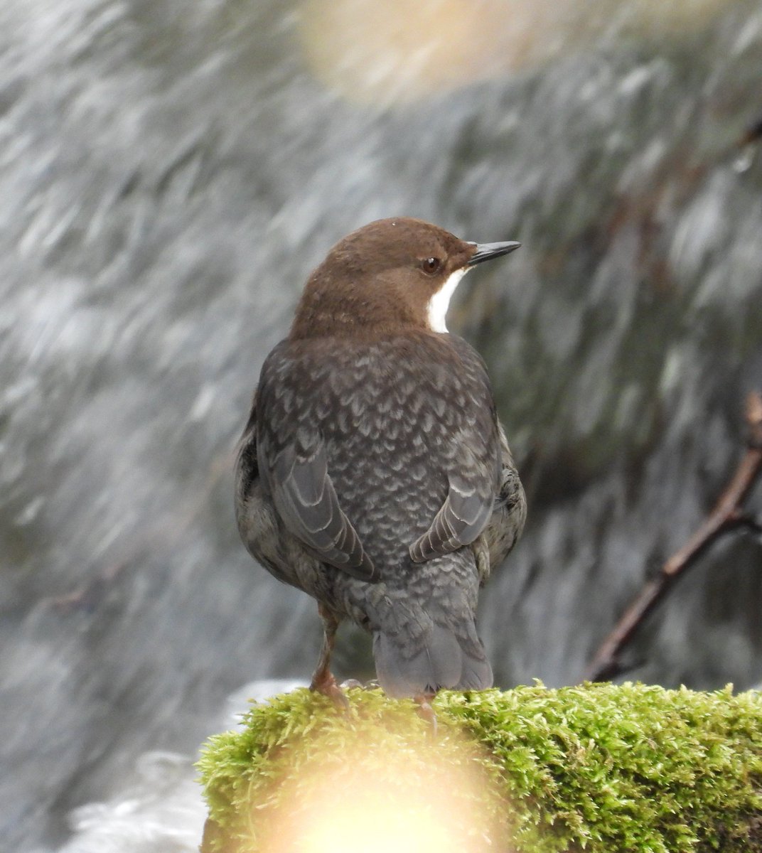 Mark32729033's tweet image. I usually have to sneak up on Dippers 📸 but this one was perched by a busy bridge today in Dyserth showing off all its colours and feathering 😍 absolute stunner👌 #northwales