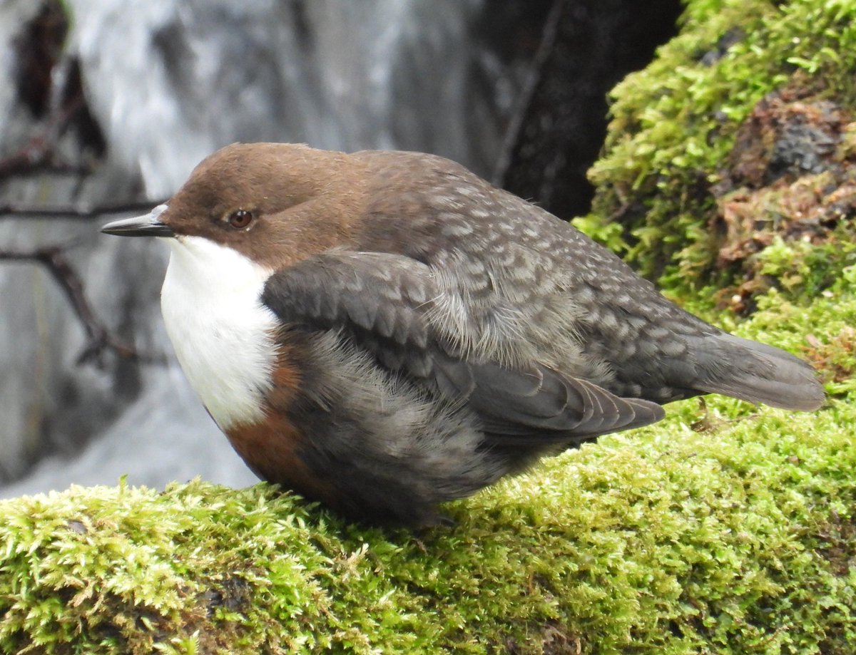 Mark32729033's tweet image. I usually have to sneak up on Dippers 📸 but this one was perched by a busy bridge today in Dyserth showing off all its colours and feathering 😍 absolute stunner👌 #northwales