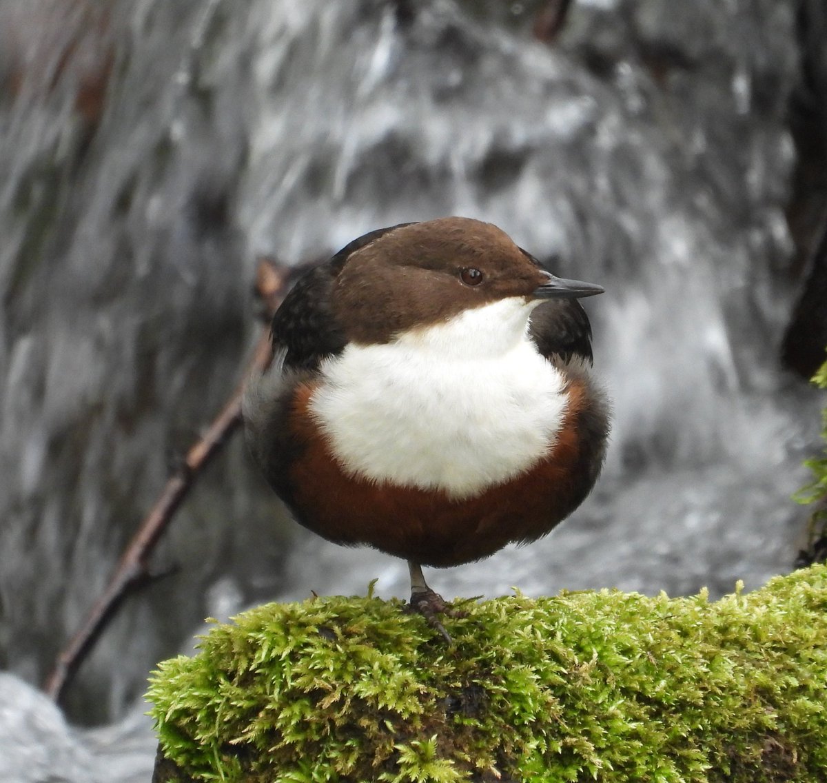 Mark32729033's tweet image. I usually have to sneak up on Dippers 📸 but this one was perched by a busy bridge today in Dyserth showing off all its colours and feathering 😍 absolute stunner👌 #northwales
