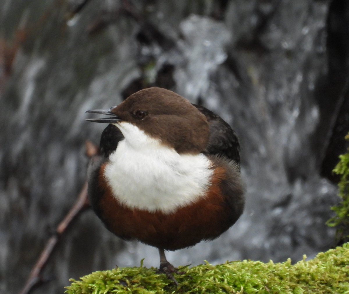 Mark32729033's tweet image. I usually have to sneak up on Dippers 📸 but this one was perched by a busy bridge today in Dyserth showing off all its colours and feathering 😍 absolute stunner👌 #northwales