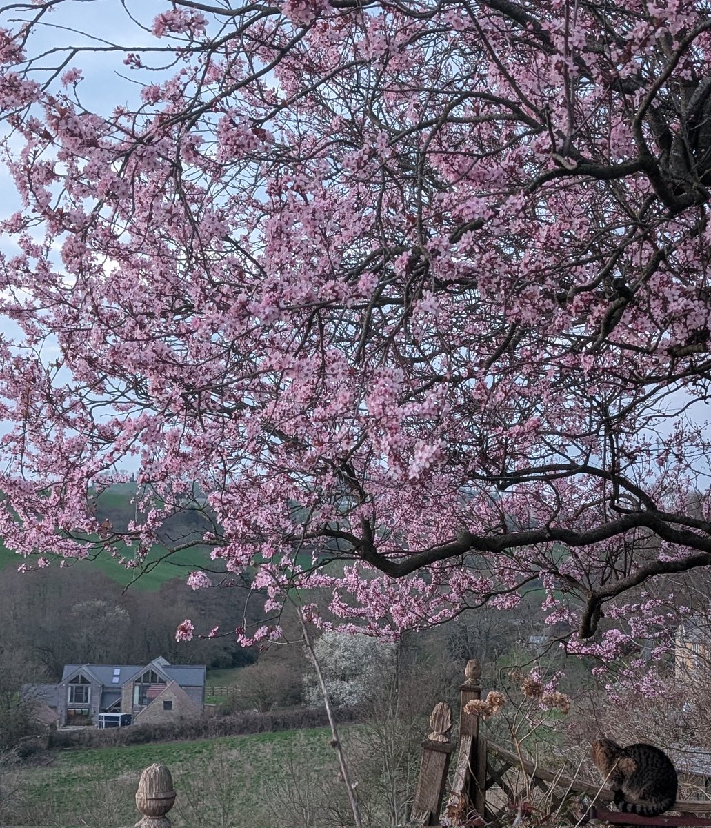 The Wheeler Dealer 🌍 tweet media