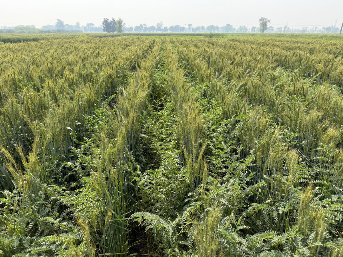 riazhuss's tweet photo. What a beautiful day and landscape! Visited #WheatChickpea #LivingLabs of our @Leguminose_EU Project in Layyah and Bhakkar. Living labs are aimed to explore the potential of adopting #LegumeCereal #Inercropping on #CropProductivity and #SoilHealth under arid conditions. https://t.co/6fIfnX6U4p