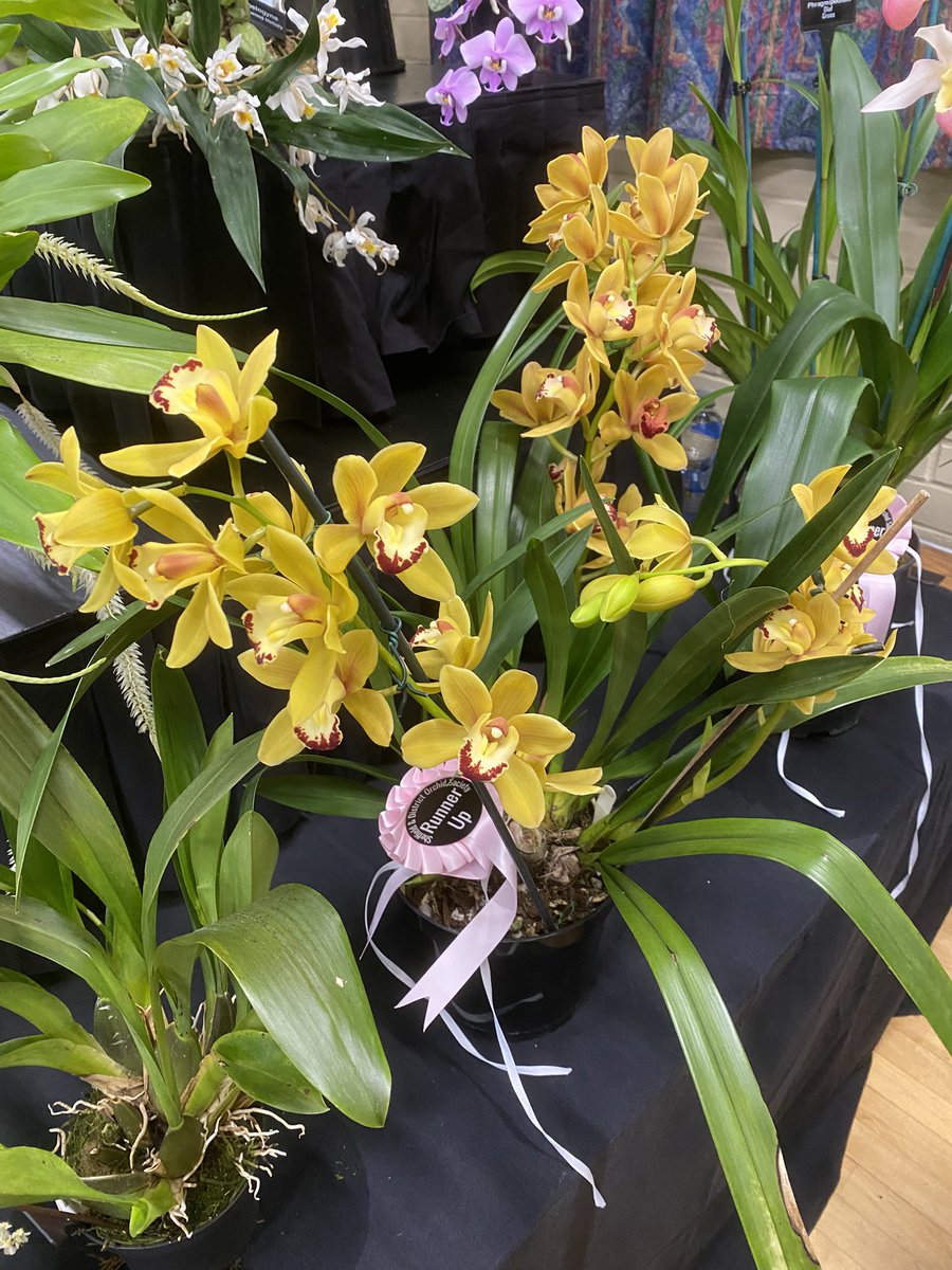 pask_steve's tweet photo. Well done to Les Wheeler for achieving a second rosette for his Cymbidium Latino at the Sheffield &amp; District annual show today https://t.co/26uTo70EXw
