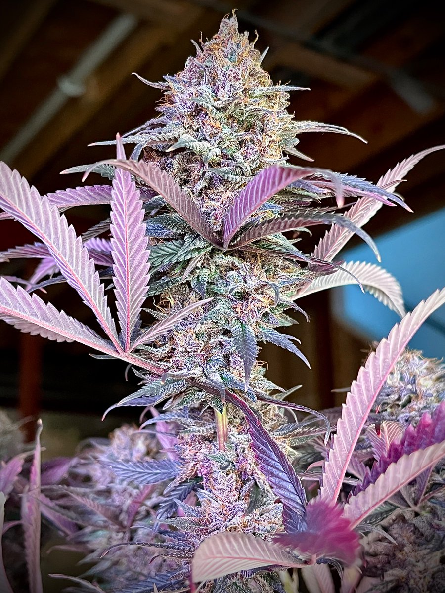 And they are up and drying!  Dutch passion testers