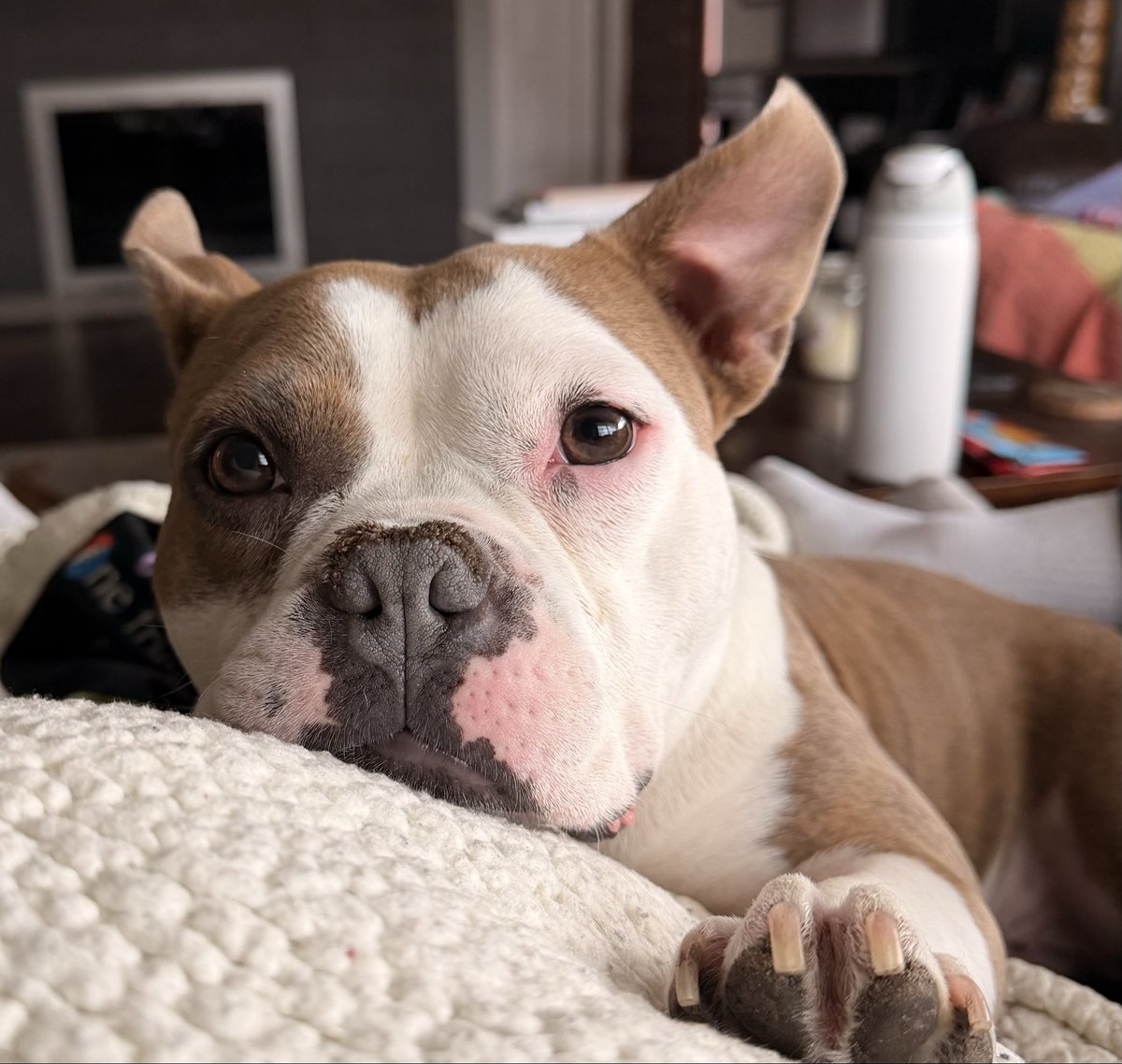 Kuausah Zauis tweet media