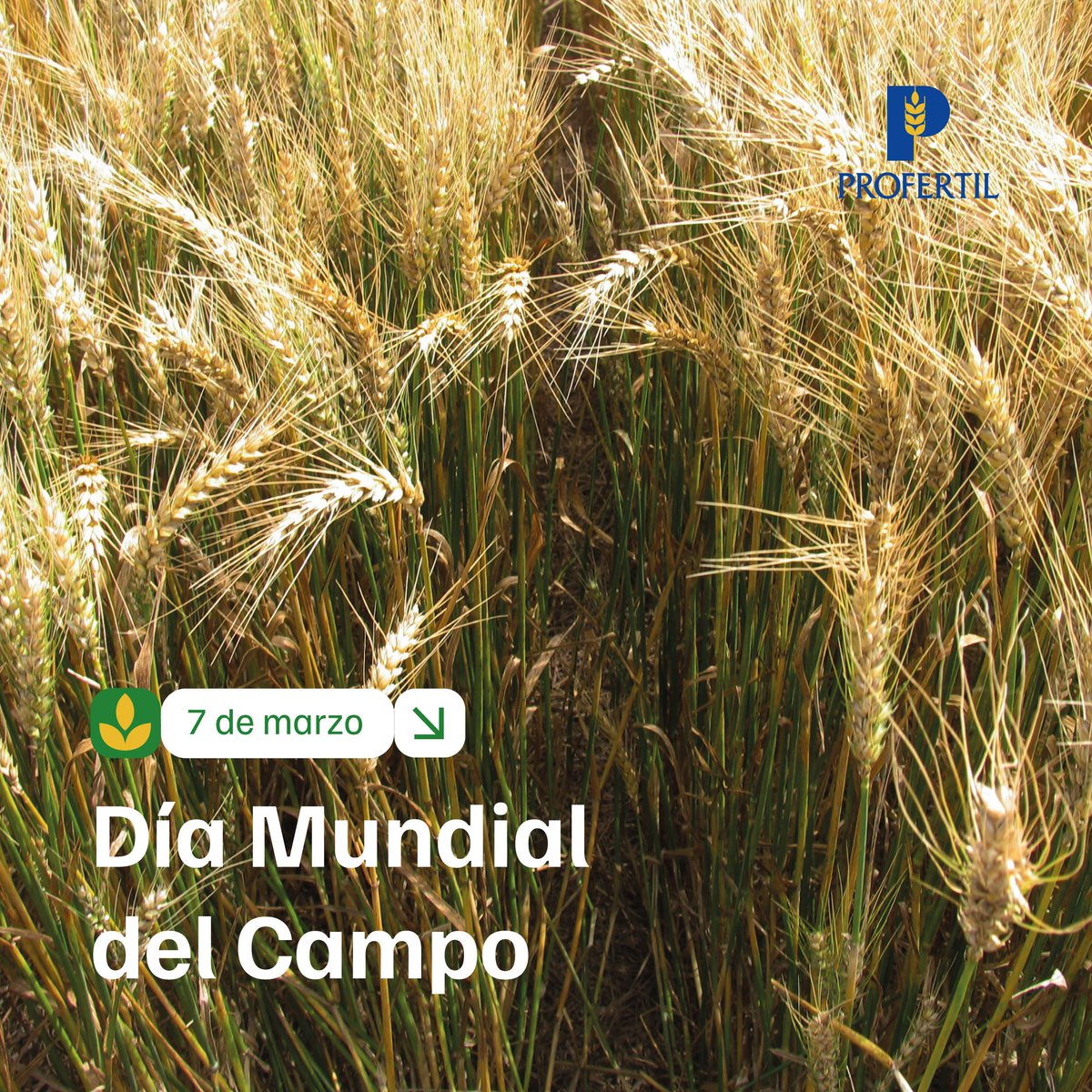 Profertil tweet media