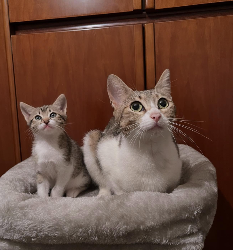 Ceniza y Candela en adopción conjunta. No pueden separarlas🙏🏻Si no podéis adoptarlas, COMPARTID. Adoptar una gatita tan jovencita con su bebé es algo maravilloso. Nos ayudais a encontrarles un hogar tan maravilloso como ellas?
604882786@losanimalesdeiris instagram.com/p/DVhS4fYDPOs/…