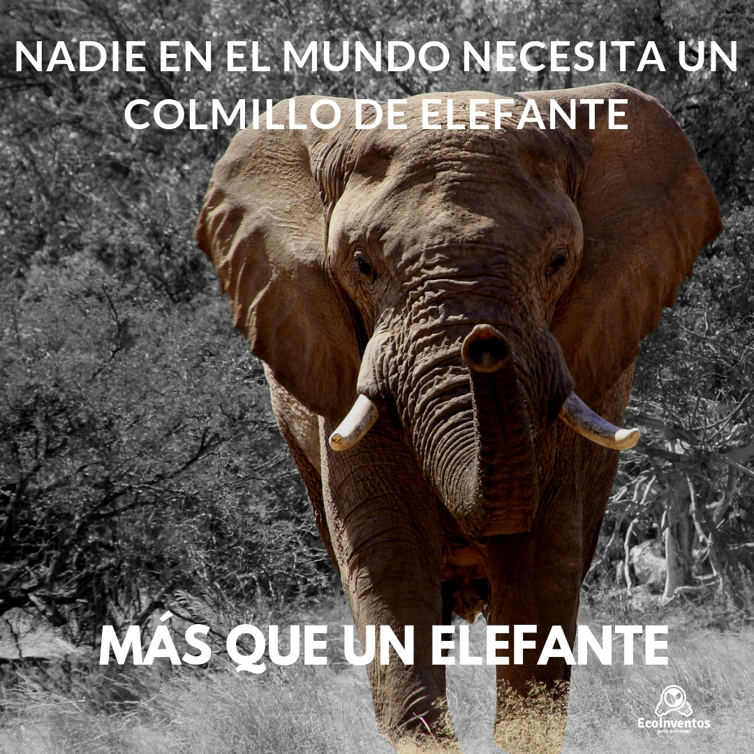 EcoInventos tweet media