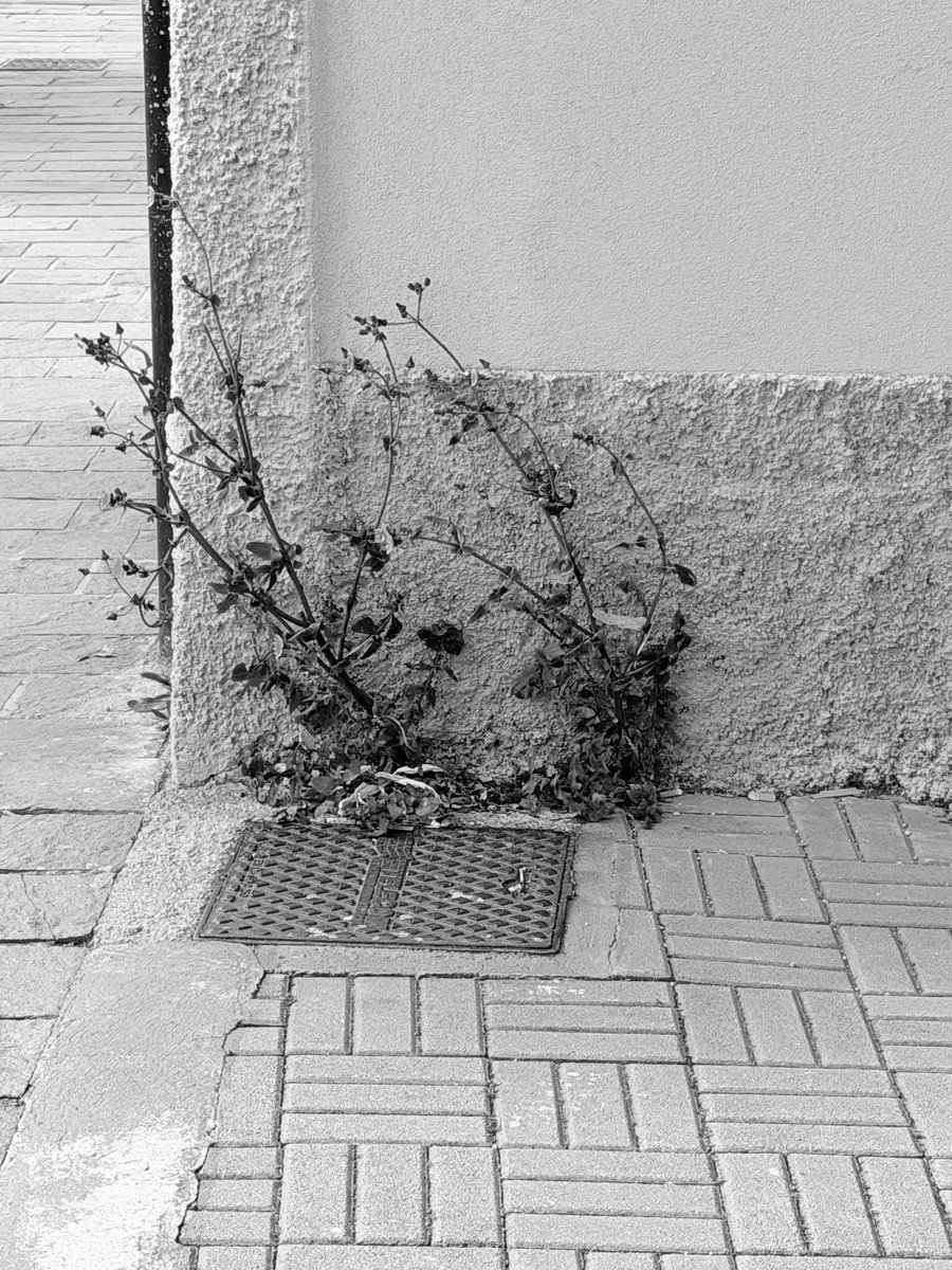 Alonein43672278's tweet image. #photography #blackandwhite #grass