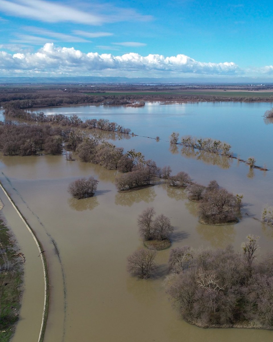 California Trout tweet media