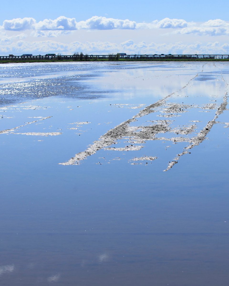 California Trout tweet media