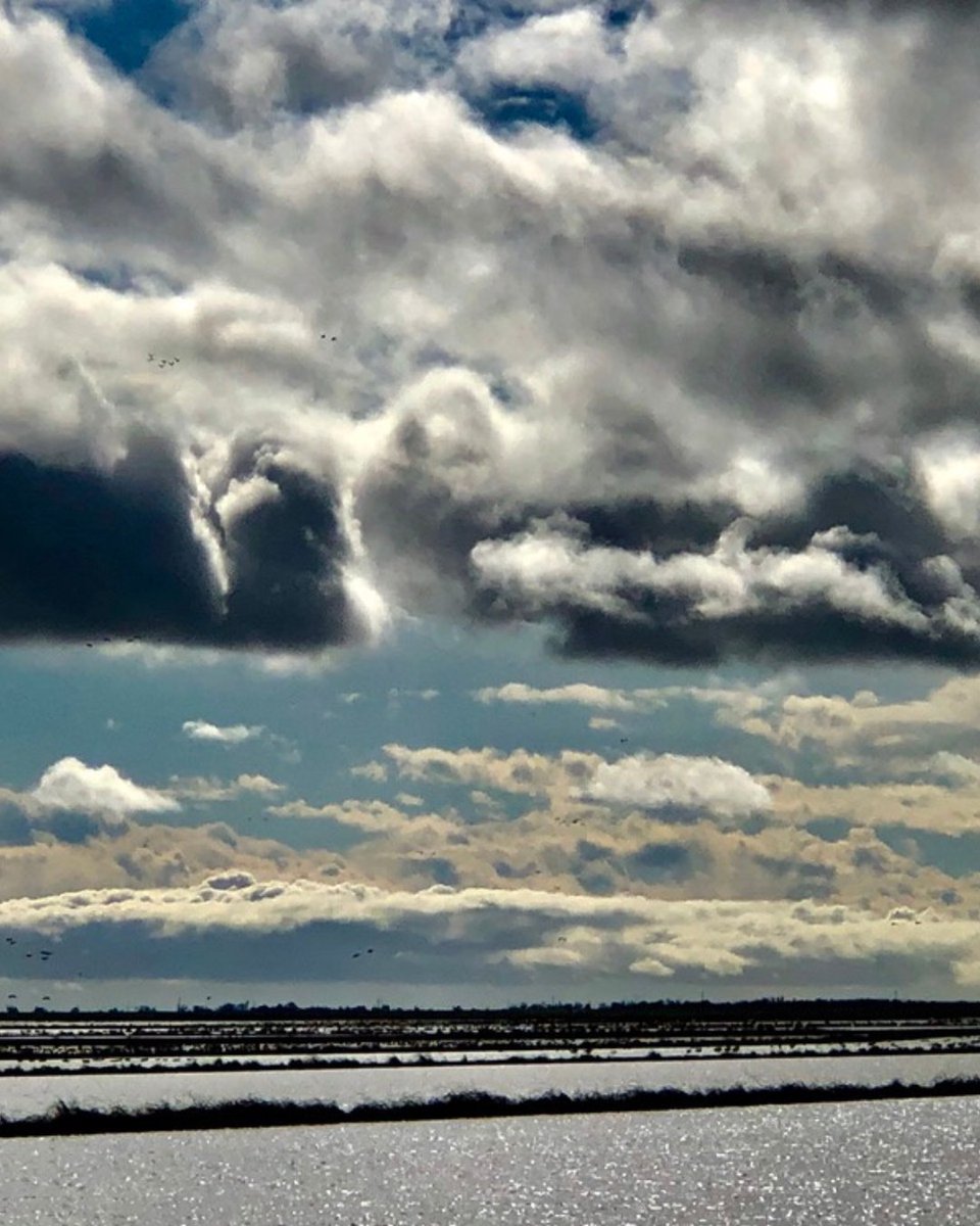 California Trout tweet media