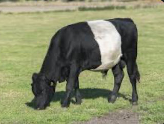 Pim van der Schaaf tweet media