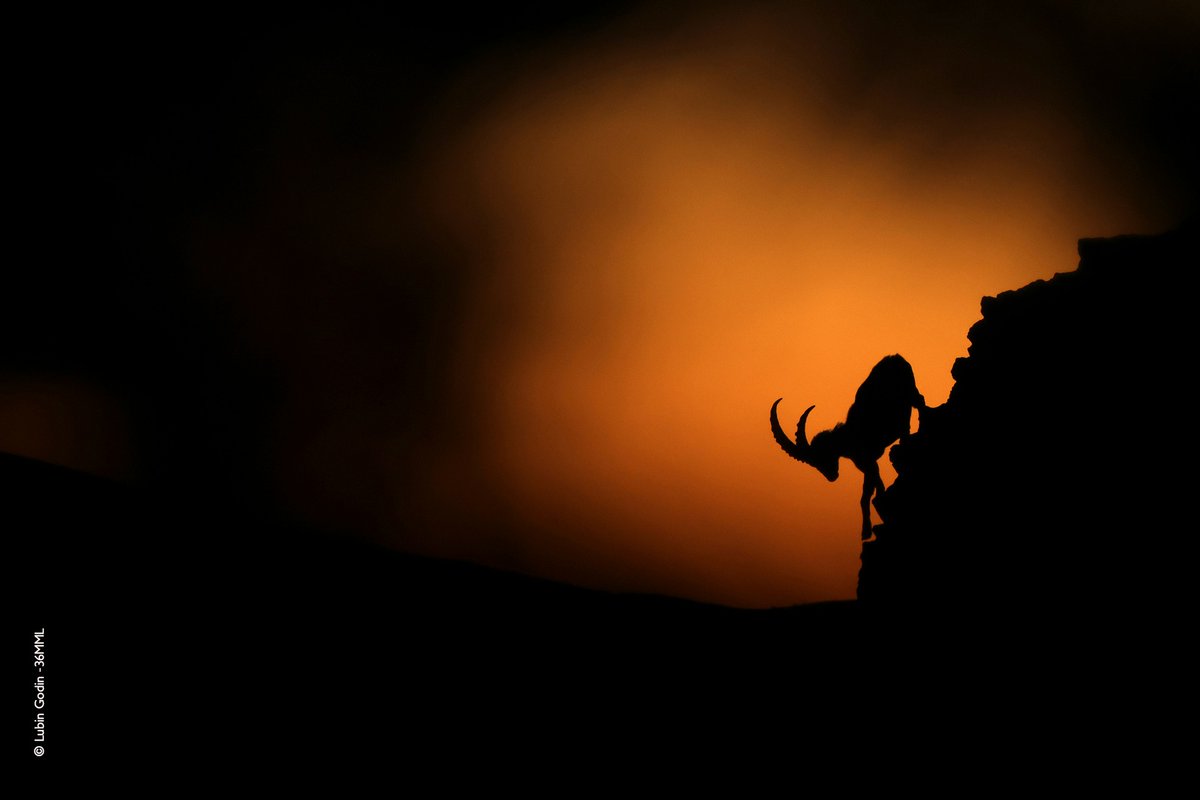 Memorial Maria Luisa tweet media