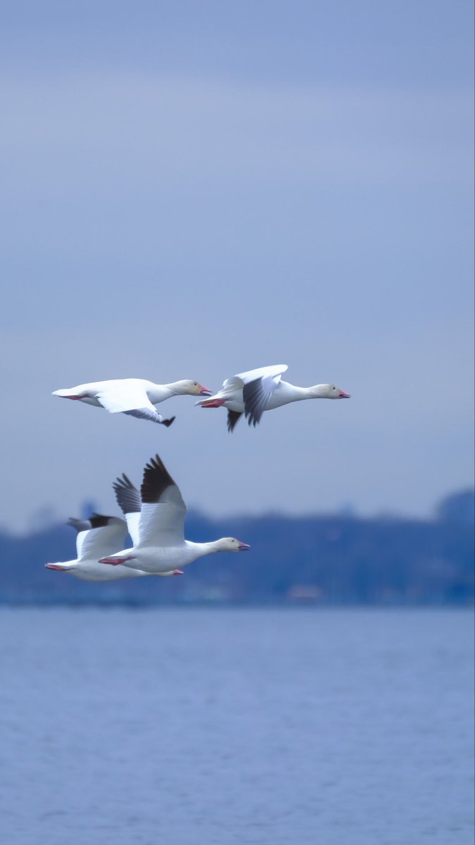 birds101 tweet media