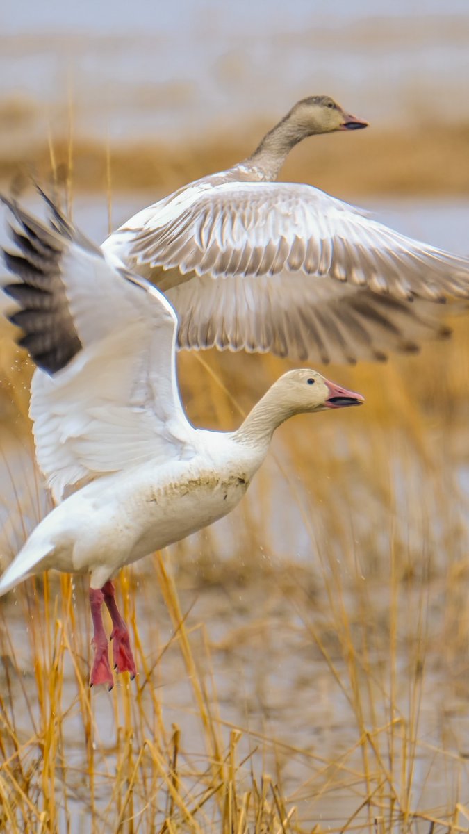 birds101 tweet media