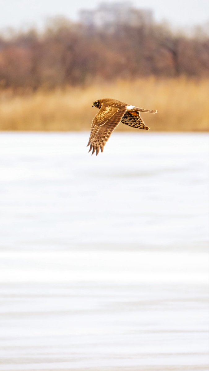 birds101 tweet media