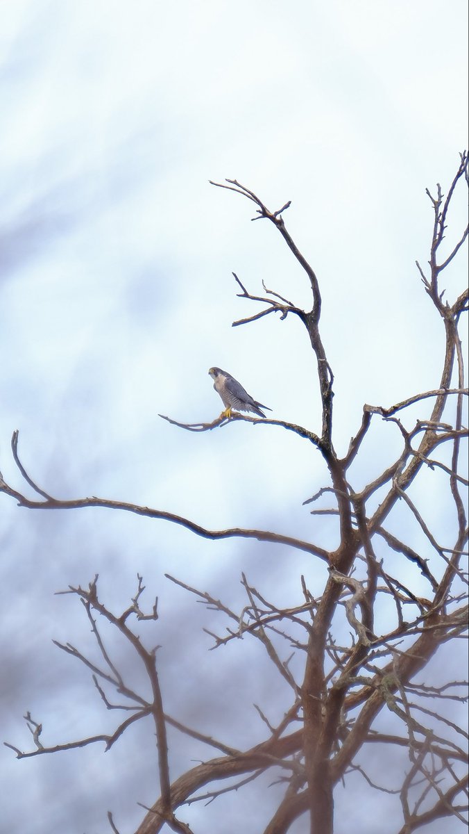 birds101 tweet media