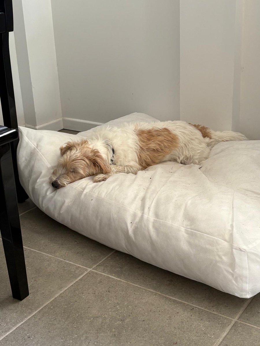 Gus in Time tweet media